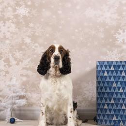 Ember - English Springer Spaniel