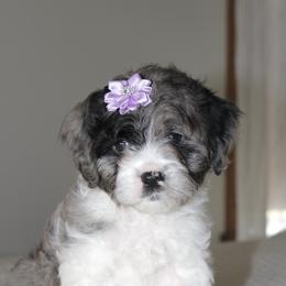 Sage - Merle female Cavapoo puppy in Apple Creek, Ohio from Arlene Hershberger