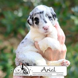Ariel - Blue merle and white female Sheepadoodle puppy in Cleveland, Tennessee from Narrow Path Old English & Sheepadoodles