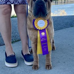 Zoe - Chinese Shar-Pei