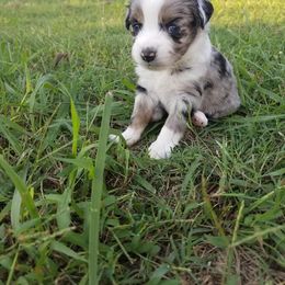 Miniature Australian Shepherd Puppies from Pistol and Pearl's Mini Aussies