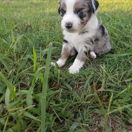 Miniature Australian Shepherd Puppies from Pistol and Pearl's Mini Aussies