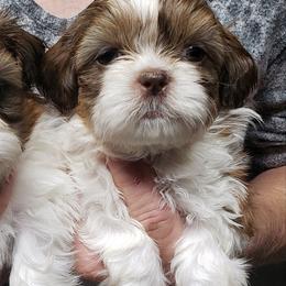 Havanese and Shih Tzu Puppies from Locust Creek Shih Tzu & Havanese