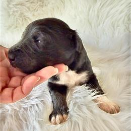 Flower - Black tri-color female Aussiedoodle puppy in Centerburg, Ohio from A Dose Of Doodle
