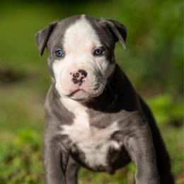 Orion - Blue male American Bully puppy in Cecil County, Maryland from Nitro’s Bullies