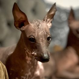 Xoloitzcuintli from Xolos Jazmin