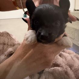 Female 2 - Black female Chinese Crested puppy in Salt Lake City, Utah from Naked & Famous