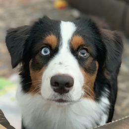Australian Shepherds from Happily Ever Australian Shepherds