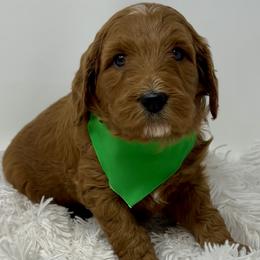 Green Female - Apricot female Goldendoodle puppy in Great Falls, Montana from Montana Goldendoodles