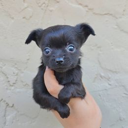 Black - Black female Chihuahua puppy in Vineland, New Jersey from Royal Companion's