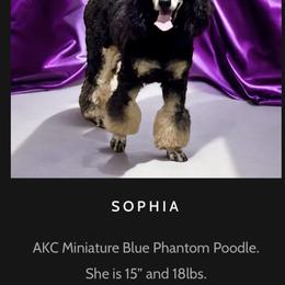 Sophia - Blue female Poodle puppy in Simms, Texas from Donna’s Aussies & Pink Heart Poodles