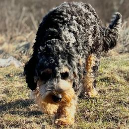 Ruby - Bernedoodle