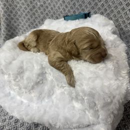 Boy 2 - Buff male Cockapoo puppy in Golden, Mississippi from Two Creeks Farm Poodles & Doodles