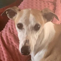 Sparrow - Whippet