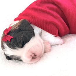 Light Pink Collar - Liver and white female English Springer Spaniel puppy in Tea, South Dakota from Mindy Haliburton