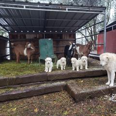 Maremma Sheepdog Puppies from Unfinished Acres