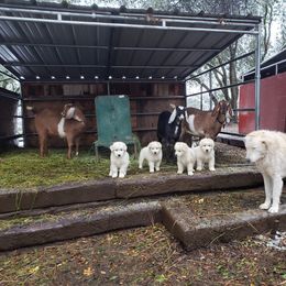 Maremma Sheepdog Puppies from Unfinished Acres