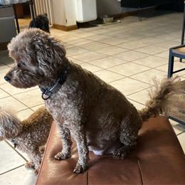 Miss Sketo - Poodle