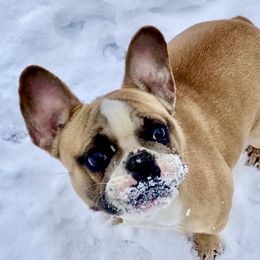 Journey  - French Bulldog