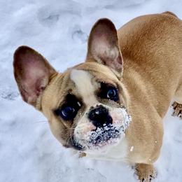 Journey  - French Bulldog