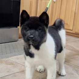 Akita Puppies from Magnolia Akitas
