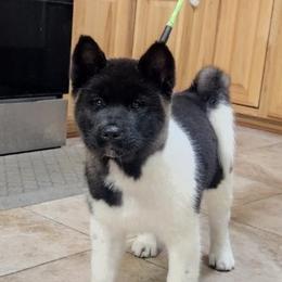 Akita Puppies from Magnolia Akitas