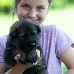 Girl 4 - Sable female German Shepherd puppy in Lanesboro, Minnesota from Mid-Daylich Hotzaw