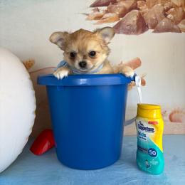 Talia - Merle female Chihuahua puppy in Gloucester, Virginia from Charlotte's Web of Chihuahuas