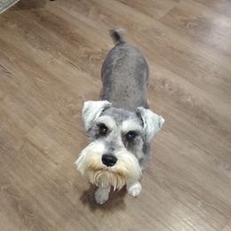 Bella - Miniature Schnauzer