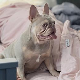 Eleven - French Bulldog
