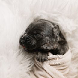Rowena - Blue Brindlepoint - Blue female Great Dane puppy in Morton, Illinois from That Gurl K9s