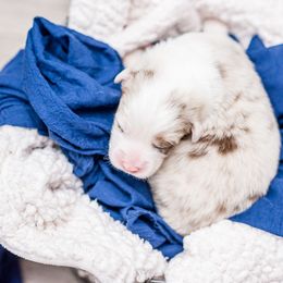 Australian Shepherd Puppies from Cornerstone Australian Shepherds