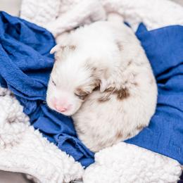 Australian Shepherd Puppies from Cornerstone Australian Shepherds