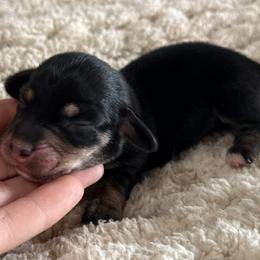 Maverick - Black and cream male Dachshund puppy in Chelsea, Oklahoma from Elite Puppies of Oklahoma, LLC