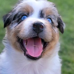 Moose - Australian Shepherd puppy from Kerr Aussies