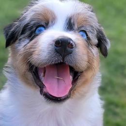 Moose - Australian Shepherd puppy from Kerr Aussies