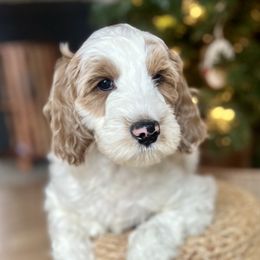 Rudolph "Rudy" - Parti Goldendoodle puppy in Saint John, Indiana from Lulu's Goldendoodles