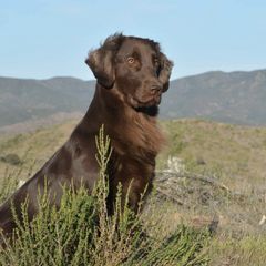 Flat-Coated Retrievers from ArticWyns