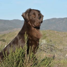 Flat-Coated Retrievers from ArticWyns