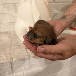Clover - Mahogany and white female Basset Hound puppy in Lubbock, Texas from Hound House