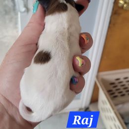 Raj - White and sable male Shetland Sheepdog puppy in Kaycee, Wyoming from Heavenly Shelties