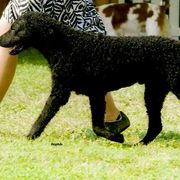 Curly-Coated Retrievers from Kurly Kreek