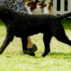 Curly-Coated Retrievers from Kurly Kreek