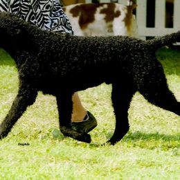 Curly-Coated Retrievers from Kurly Kreek
