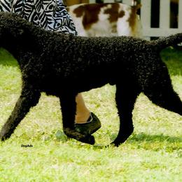 Curly-Coated Retrievers from Kurly Kreek