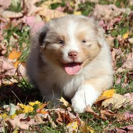 Revere - Red merle male Australian Shepherd puppy in Springville, New York from RisingStar Australian Shepherds