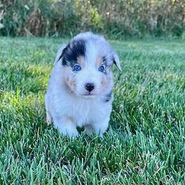 Honor - Blue merle male Australian Shepherd puppy in Loda, Illinois from Pilcher Farms