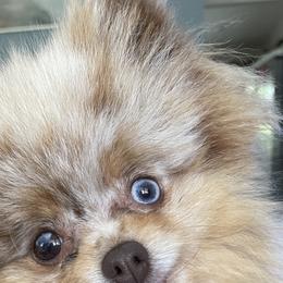 Tootsie - Pomeranian