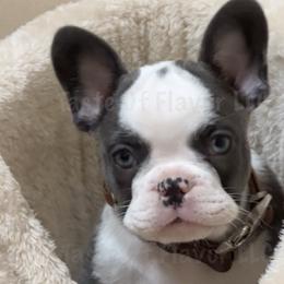 French Bulldog and Yorkshire Terrier Puppies from Taste Of Flavor LLC
