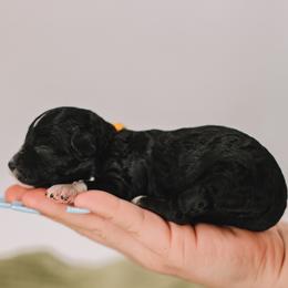 Yellow Girl - Black and white female Cavapoo puppy in Mckinney, Texas from Doodles of North Tx